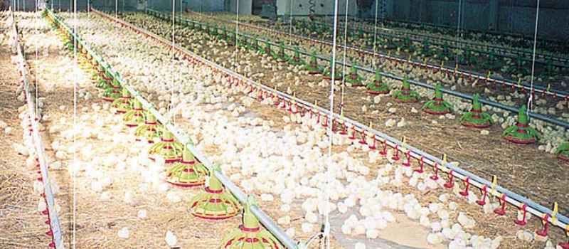 Продается оборудование для птицефабрики