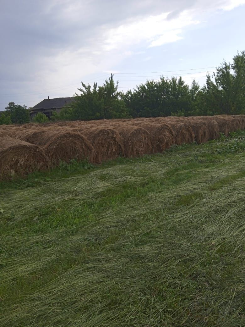 Сено луговое продам