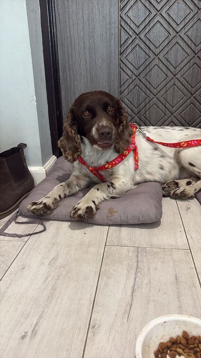 Русский спаниель девочка