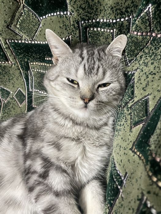 Отдам кот хорошую руку бесплатно