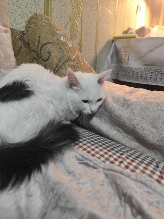 6-ти месячная кошка