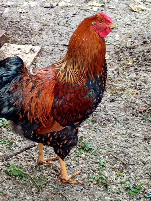 Vând cocoș wiandote