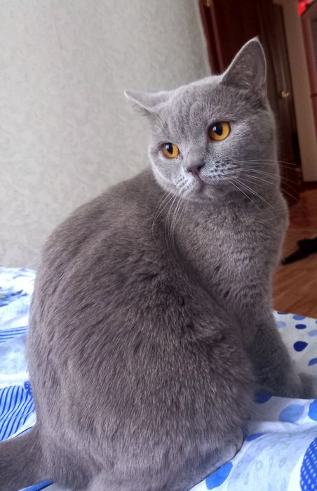 Британская красавица Леся .Стерелизована