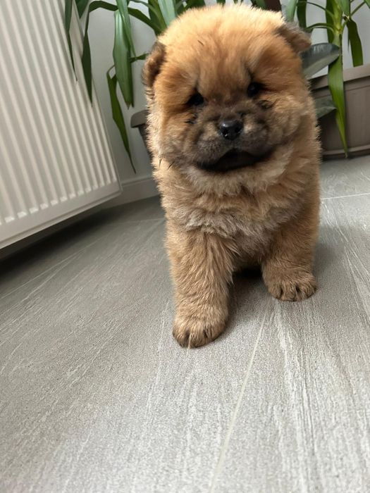 Mascul chow chow disponibil