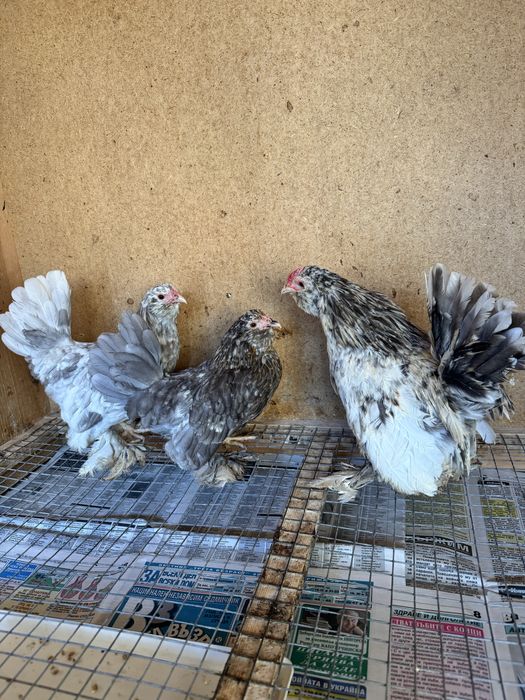 декоративни кокошки испенч бантам