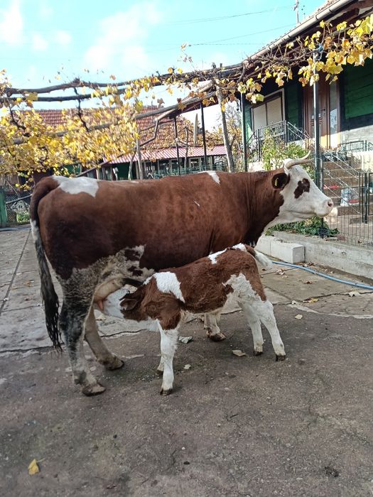 Vând vacă fătată de trei săptămâni