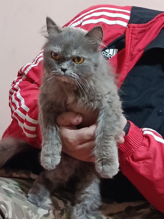 Mushuk sotiladi  latok biladi yuvosh qiz mushuk