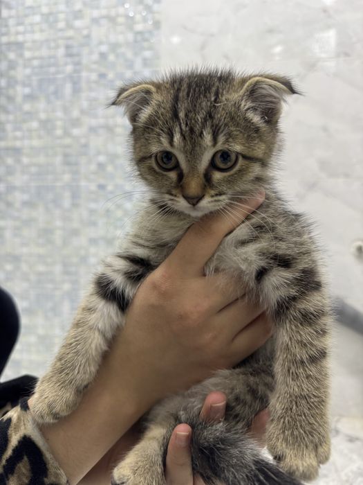 Шотландский вислоухий котенок