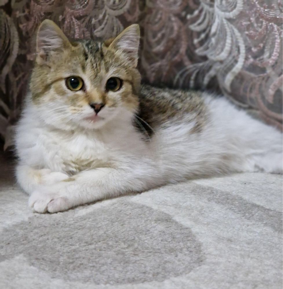 Котенок ищет дом