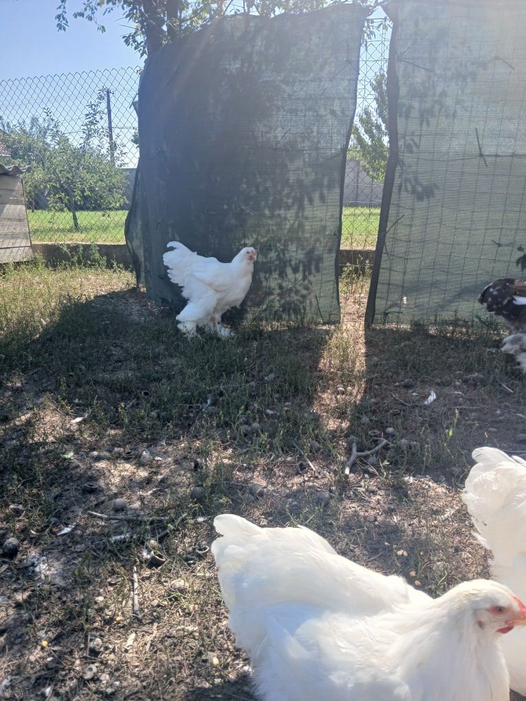 Vând cocoșii brahma ALB.