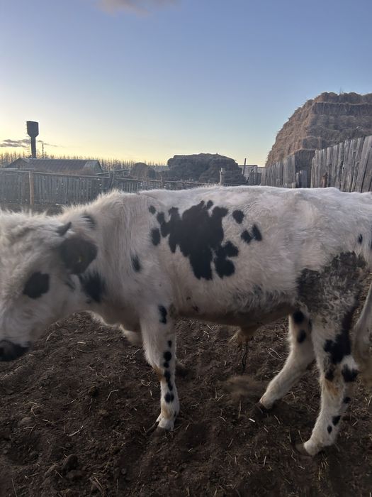 Продам бычка 9 месяцев