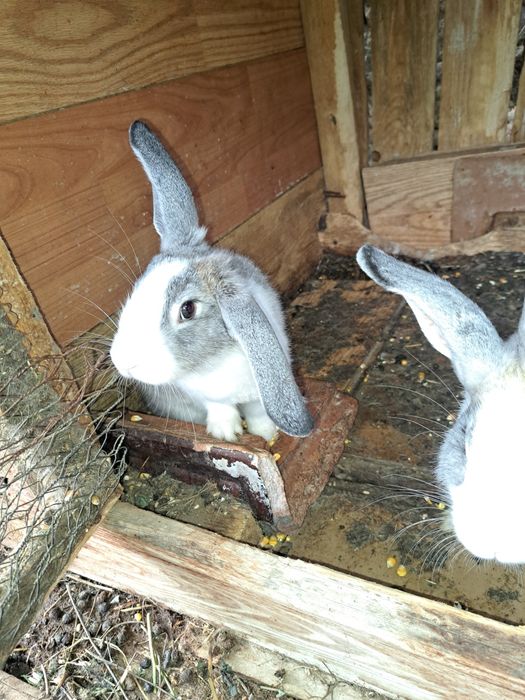 Vând iepuroi de 8 luni și 5 bucăți de 4 luni