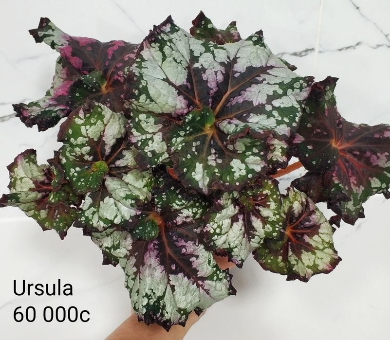 Бегонии декоративно лиственные.