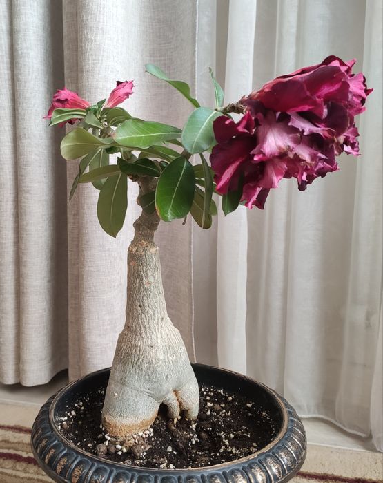 Адениум сортовой