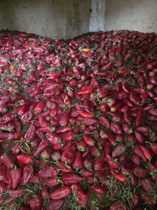 Срочно продается красный перец 5тон оптом !