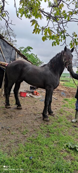 Vând 2 iepe gestante și o mânză de un an jumate