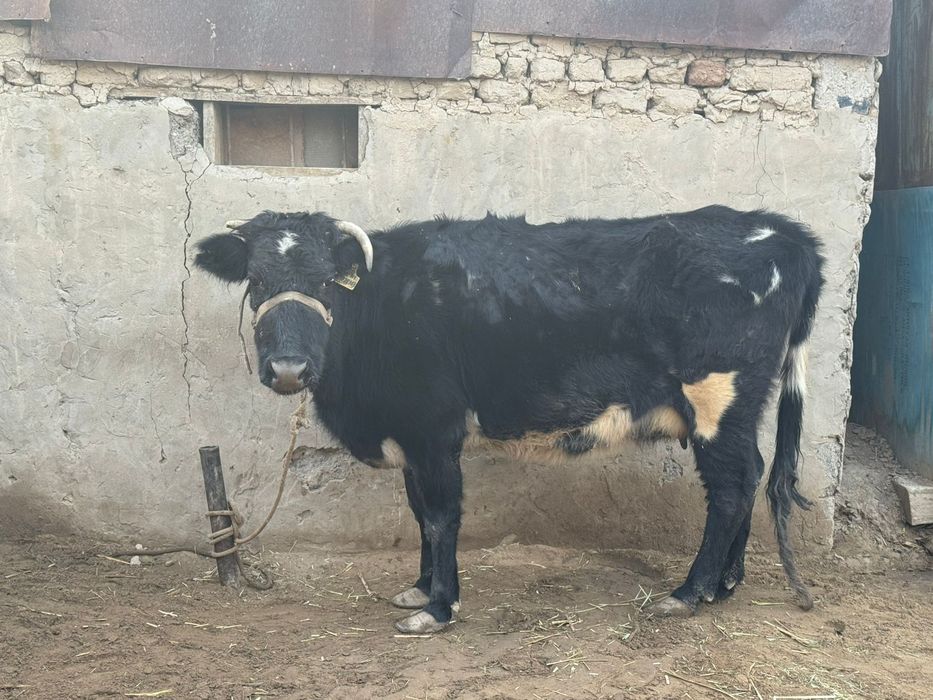 Қысыр Сиыр сатылады