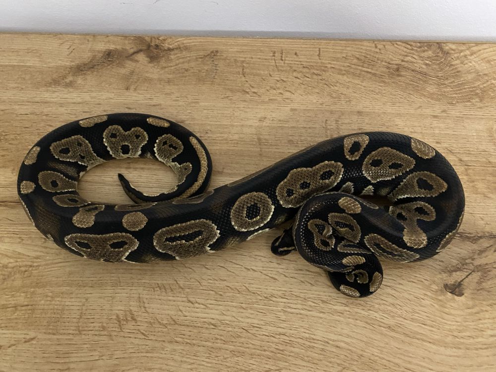 Piton regal, Mahogany het Pied, poss het albino Mascult adult