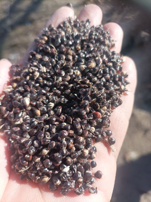 Jugari uruglik uchun