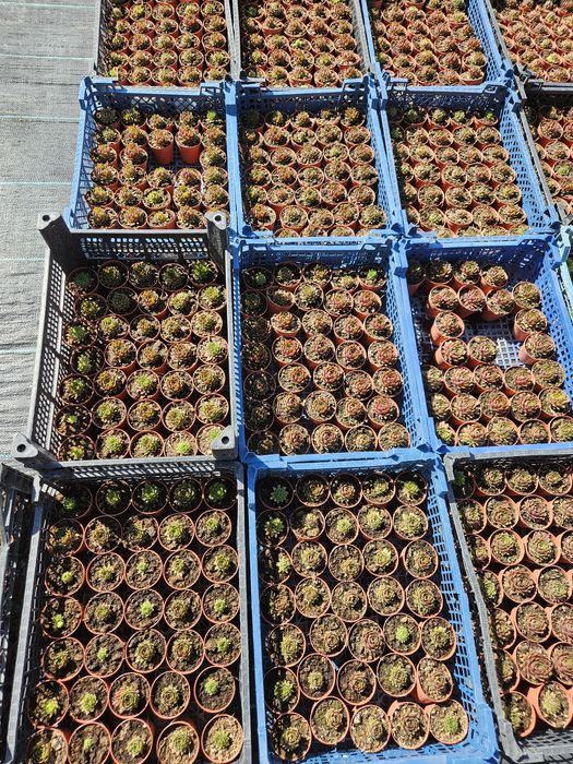 Plante suculente, sempervivum,  pentru mărturii evenimente!