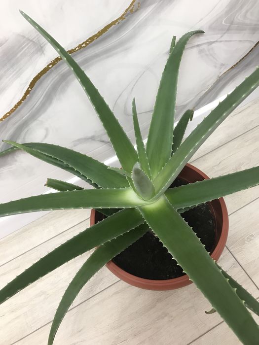 Алоэ большой для лечения