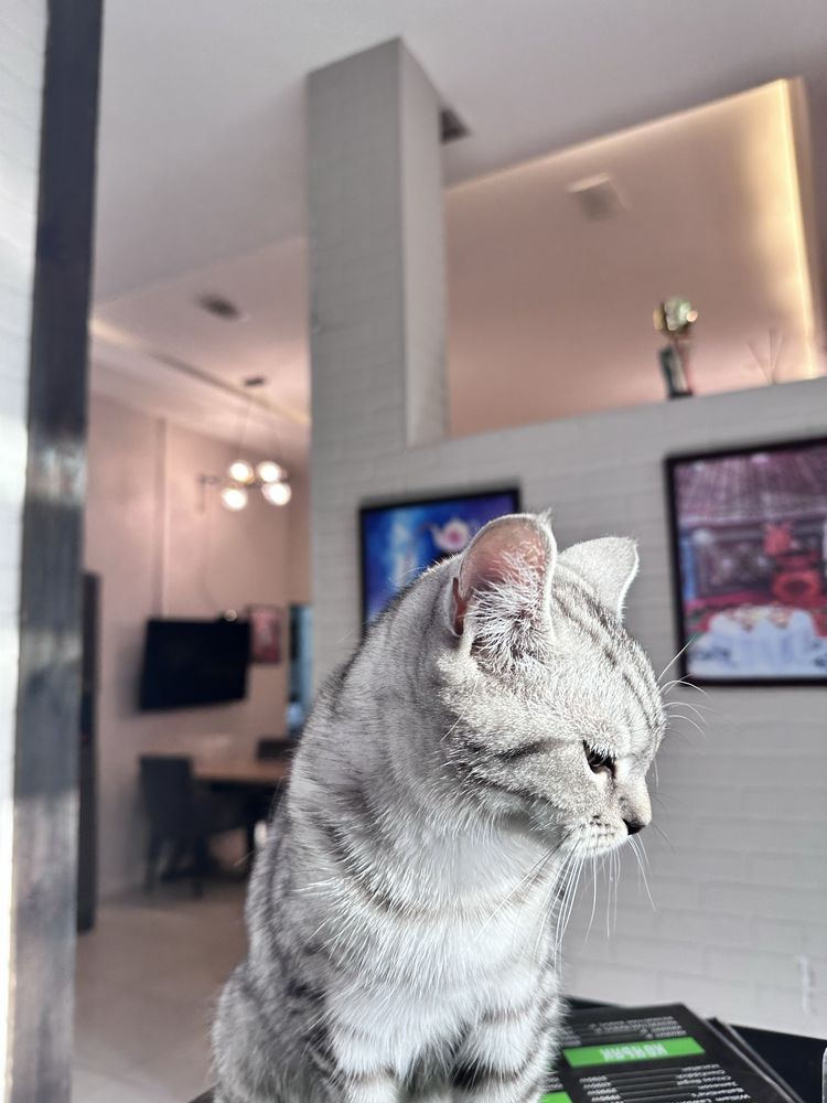 Котенек девченка