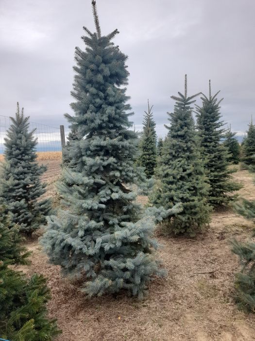 Vând plante ornamentale