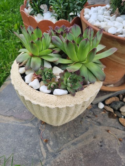 Vand aranjamente de flori de piatra