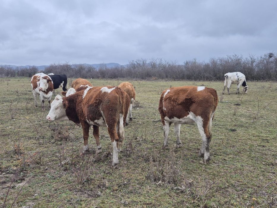 Vand 5 juninci,vitele,vaci