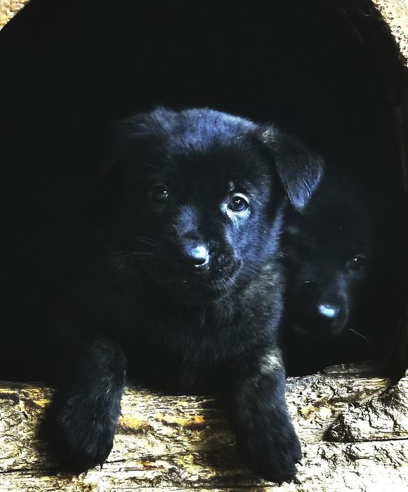 Disponibil pui ciobănesc mascul