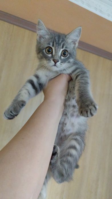 Отдам в Талдыкоргане милую,пушистую,чистую девочку