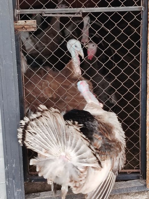 Продам индюков и индеек  от 9 месяцев по цене от 15000 тенге