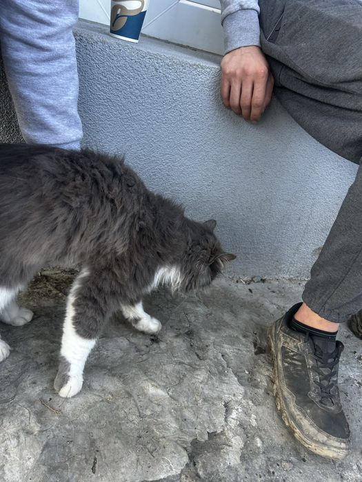 vand pisica de rasa nr 1