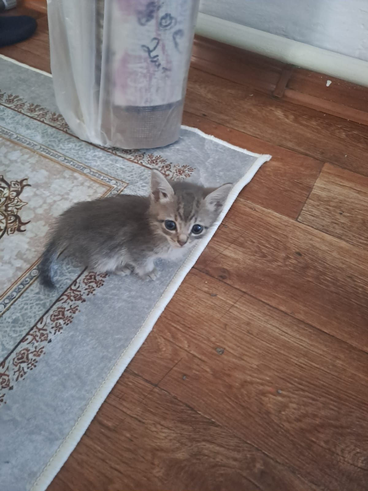 Кошка кот котенок