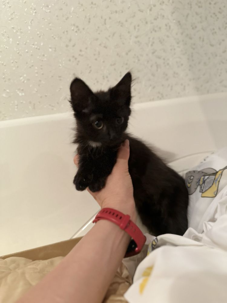 Бесплатноласковый Котенок  в добрые  руки