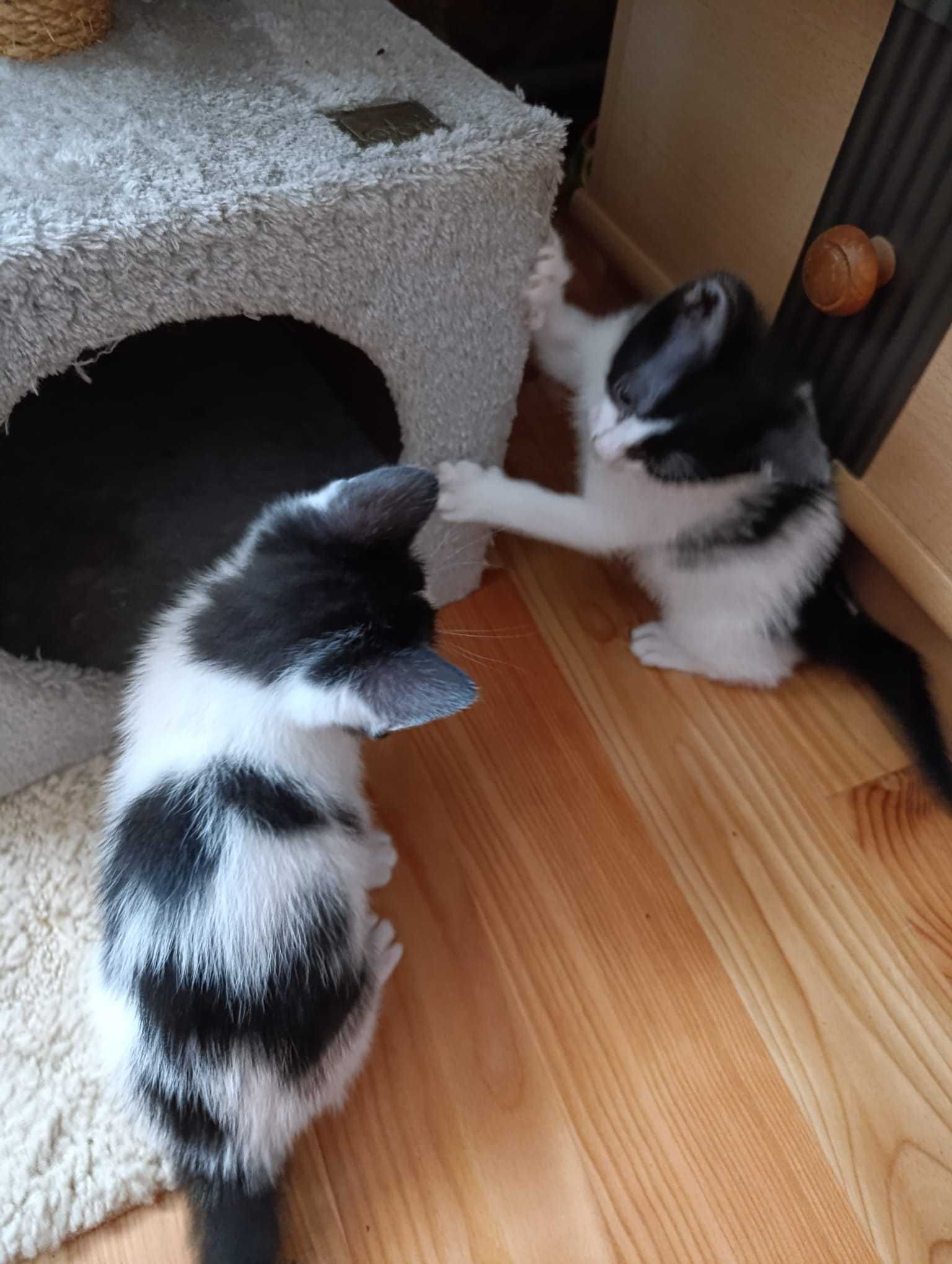 Motanei spre adoptie
