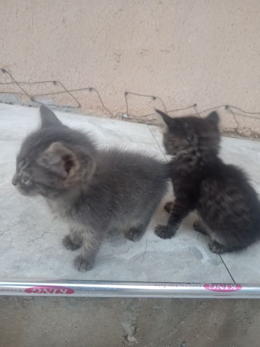 Mushuk bolasi yaxshi qullarga beraman 1 tasi qoldi