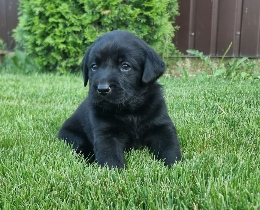 Labrador retriever