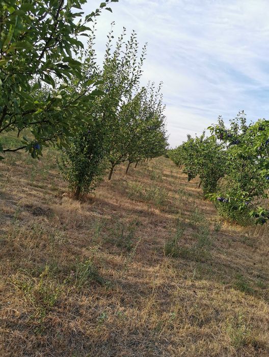 Vând livadă tânără pe rod