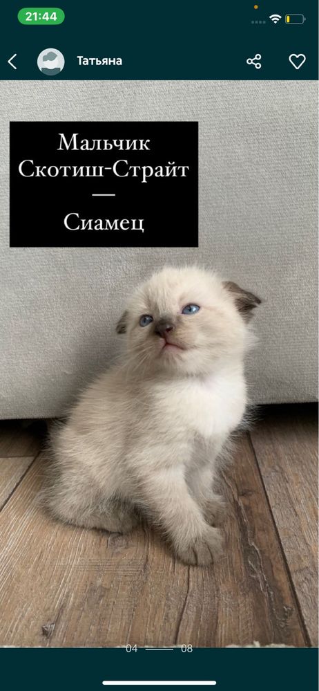 Кот вислоухий-сиамец