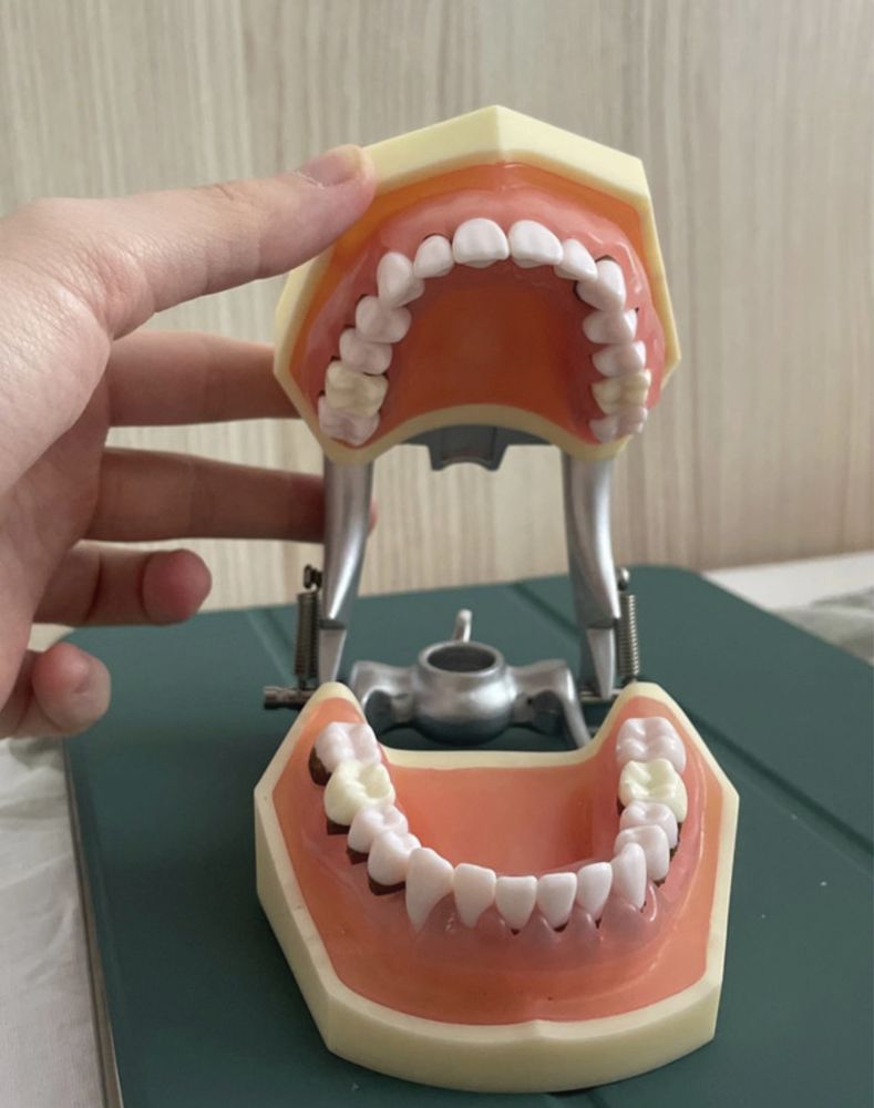 Model boală parodontală cu dinţi detaşabili cu şurub - 4023