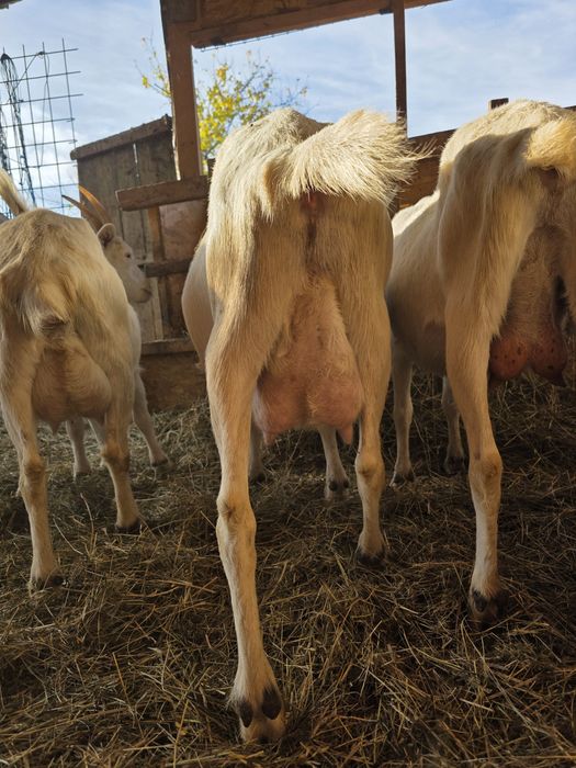 Capre sannen caprele sunt montate