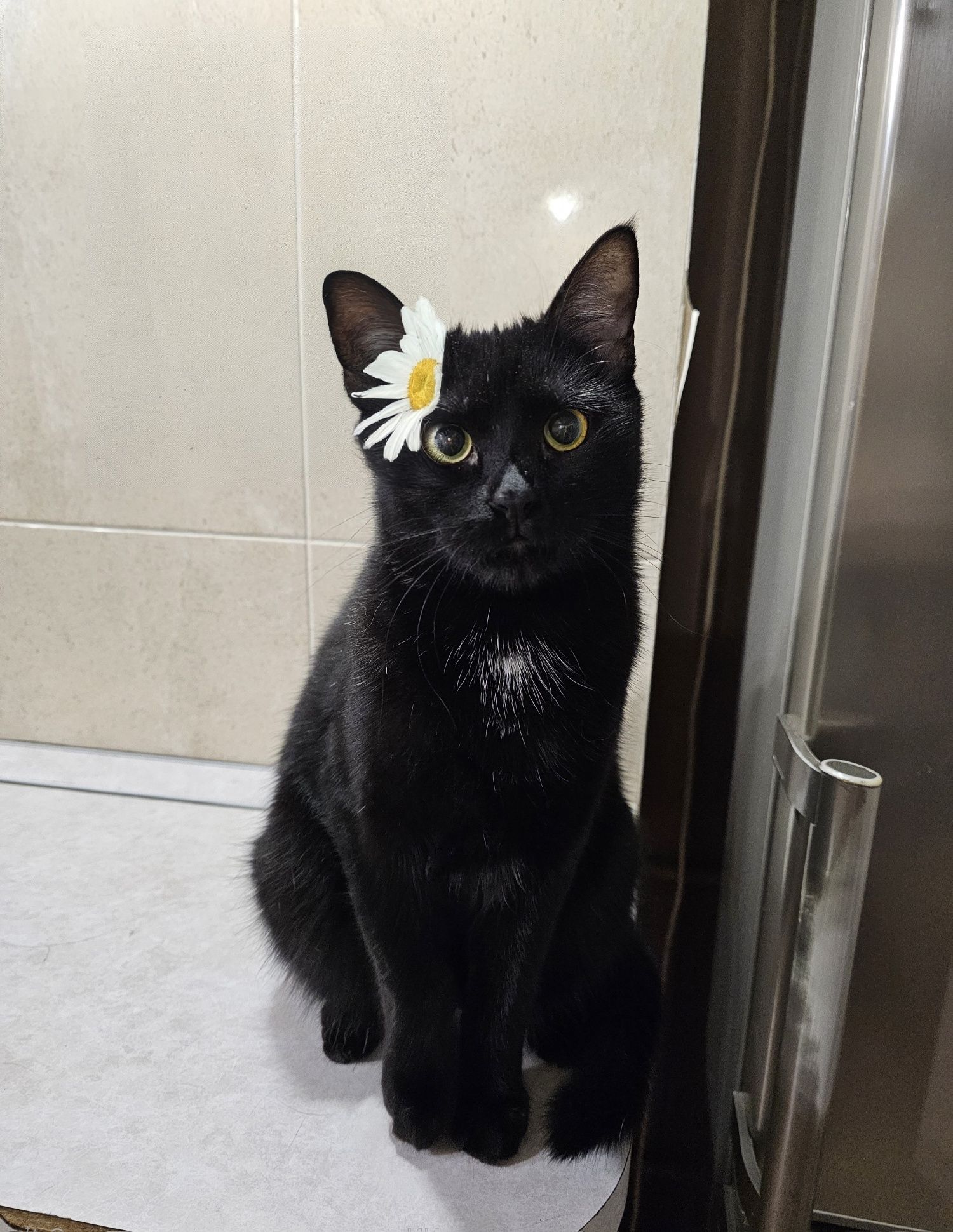 Отдам кота в добрые руки, кот ищет дом