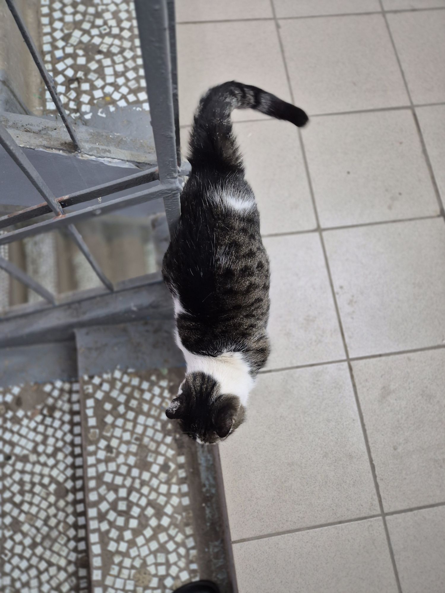 Кошечка ищет дом!