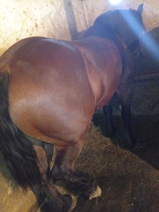 Cai cu căruța de vânzare