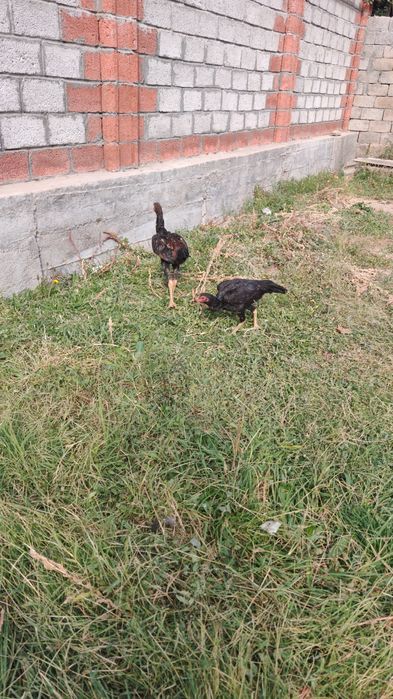 Dakan jojalar sotiladi Apireldi oxirida chiqqan soglom