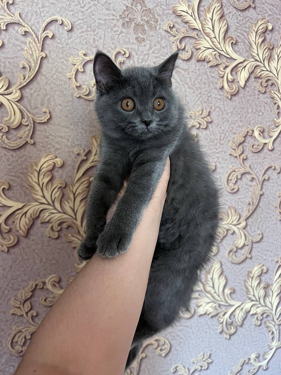 Scottish Fold 4ta