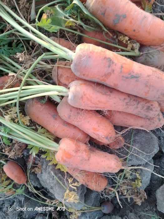 Istalgan turdagi sabzilar bor