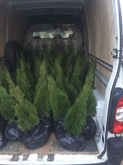 Pepiniera de tuia si arbori ornamentali