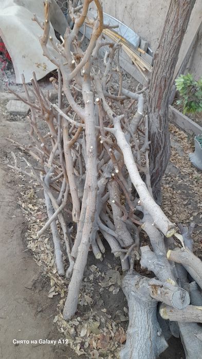Продам дрова от тутовника.